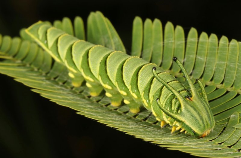 Sasakia charonda гусеница