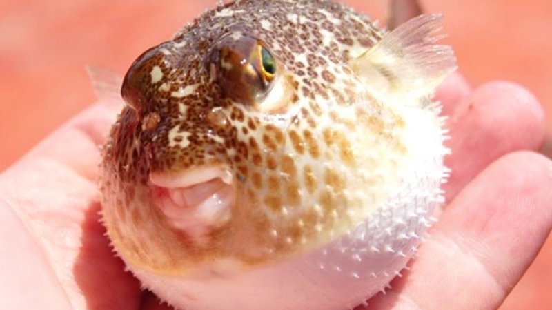 Ядовитая рыба фугу