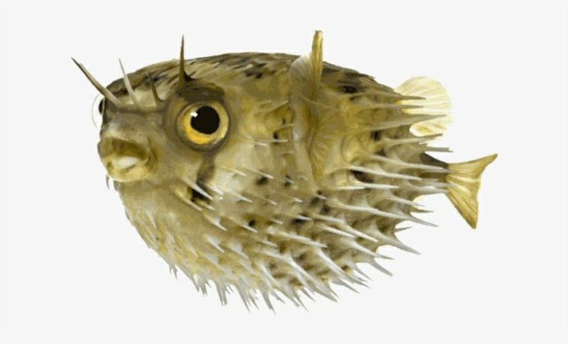 Рыба еж фугу