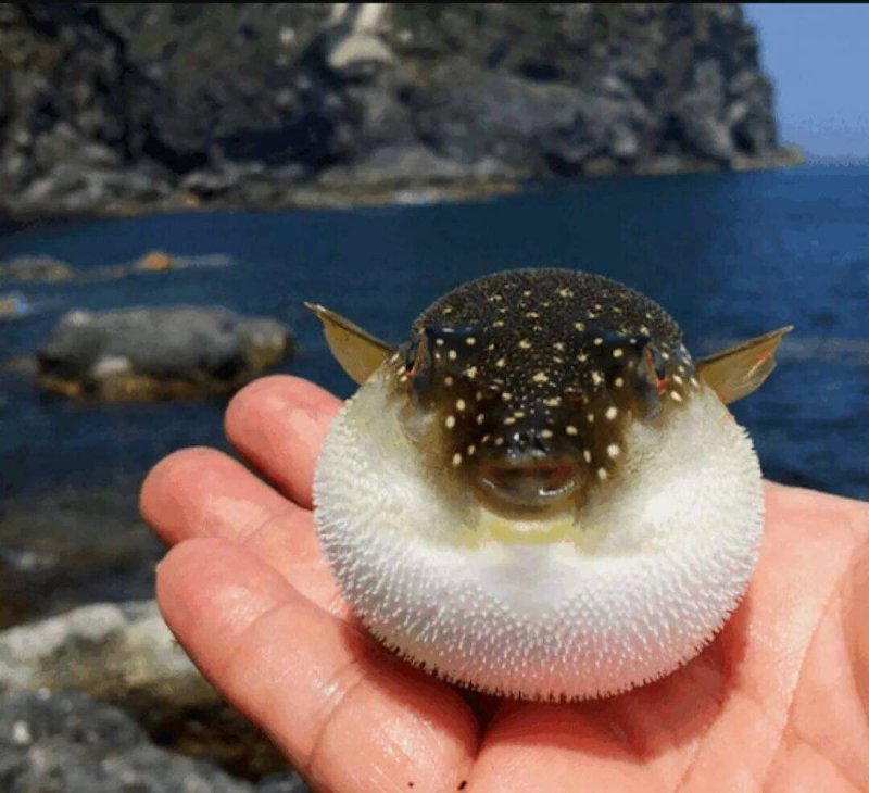 Иглобрюх фугу