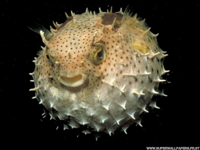 Рыба еж фугу