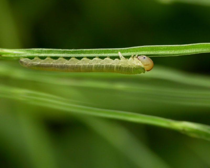 Eupithecia orichloris