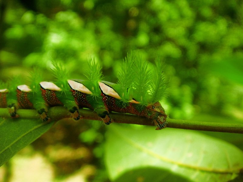 Гусеница Землемер