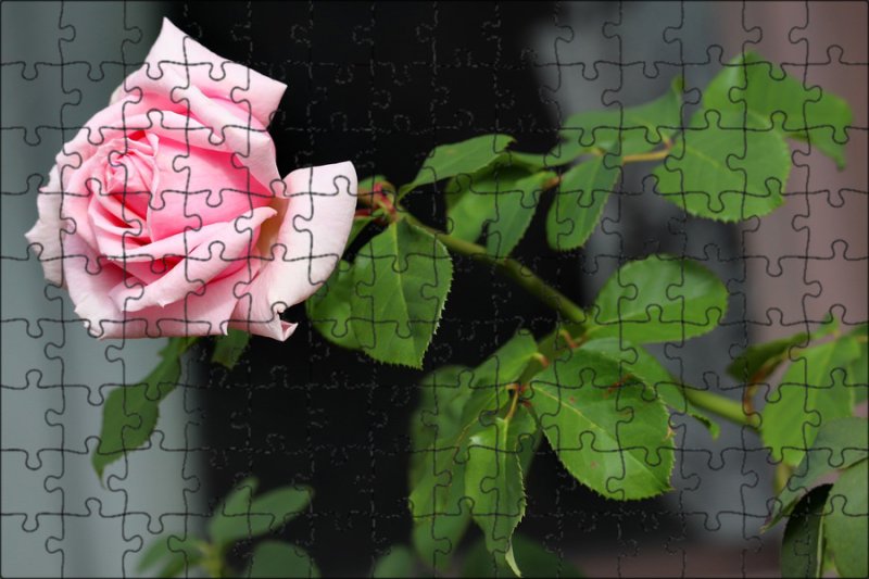 Розовая роза на стебле