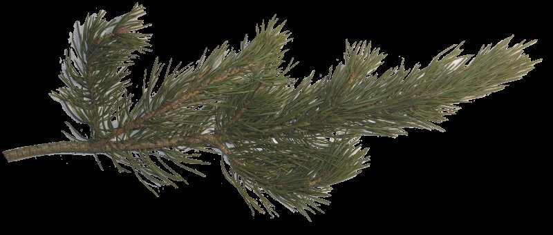 Хвойный лапник сосны