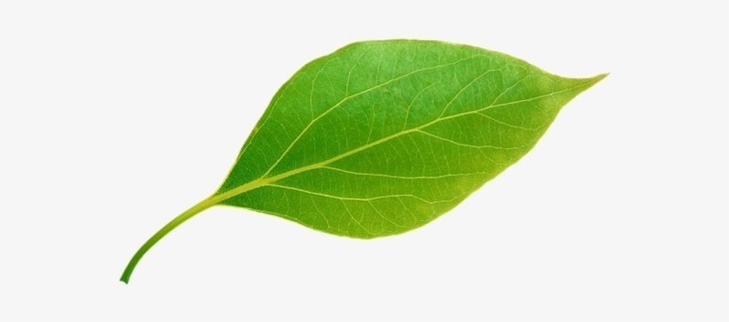 Листья без фона