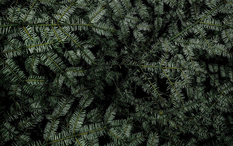 Еловые ветки текстура