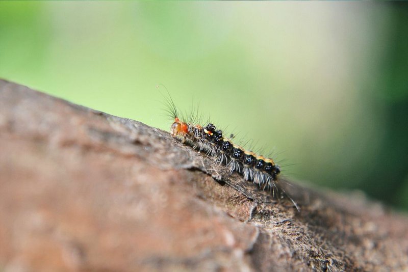 Насекомые в почве