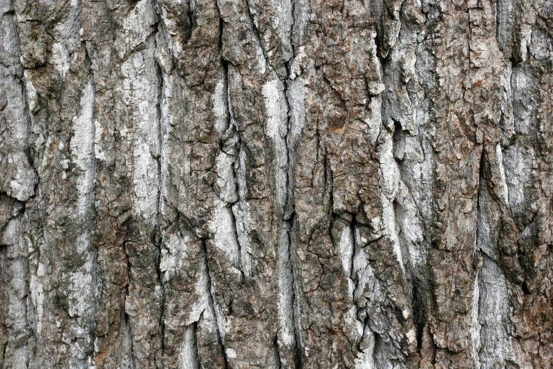 Текстура коры дерева