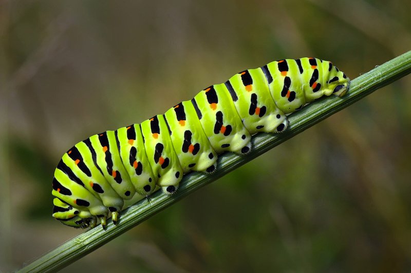 Гусеница бабочки Махаон