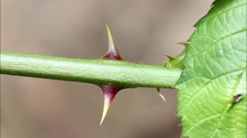 Растения с шипами