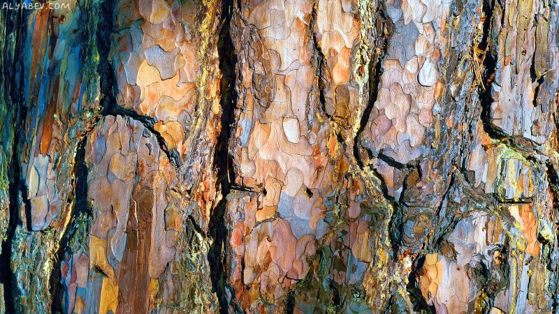 Текстура коры дерева