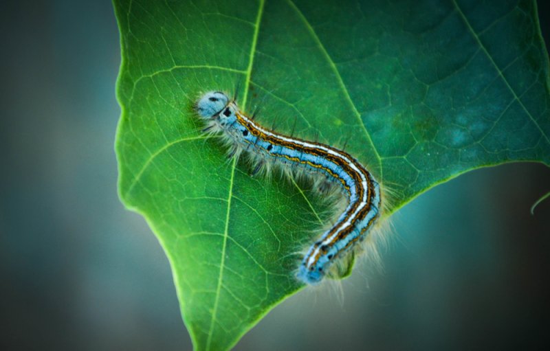 Красивые гусеницы