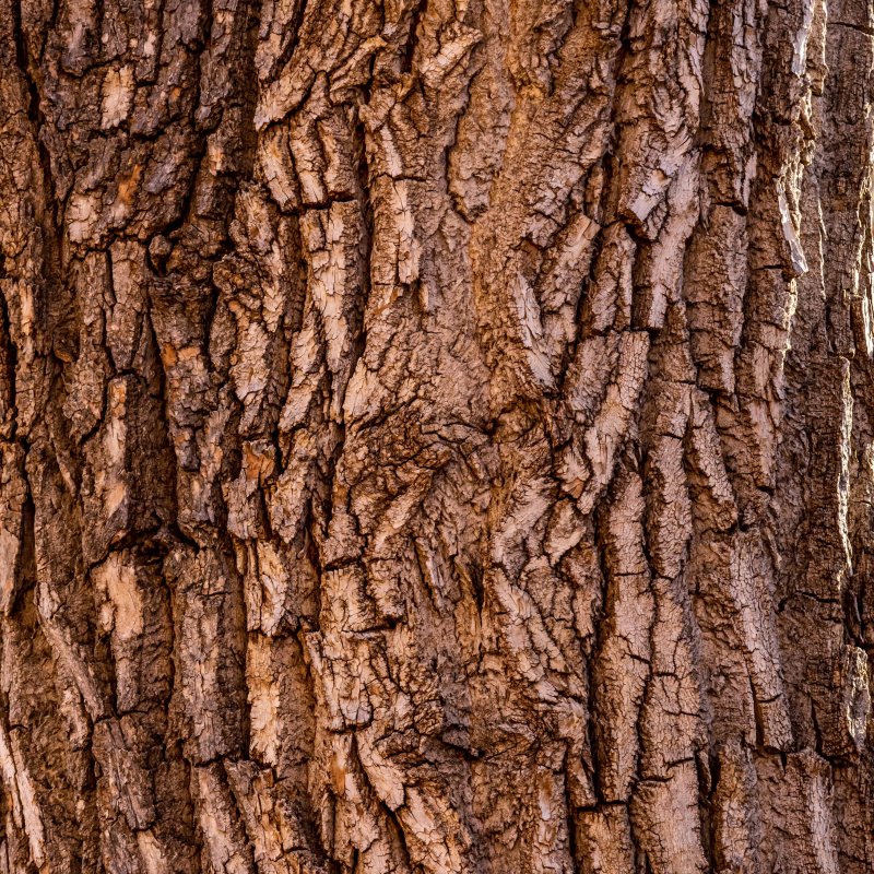 Кора дерева