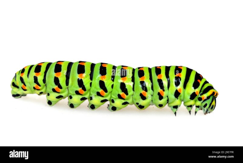 Гусеница на белом фоне для детей