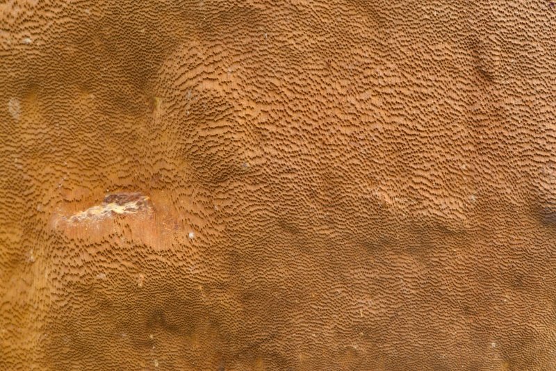 Fomitiporia punctata