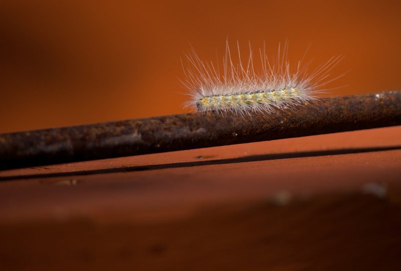 Ползающие насекомые