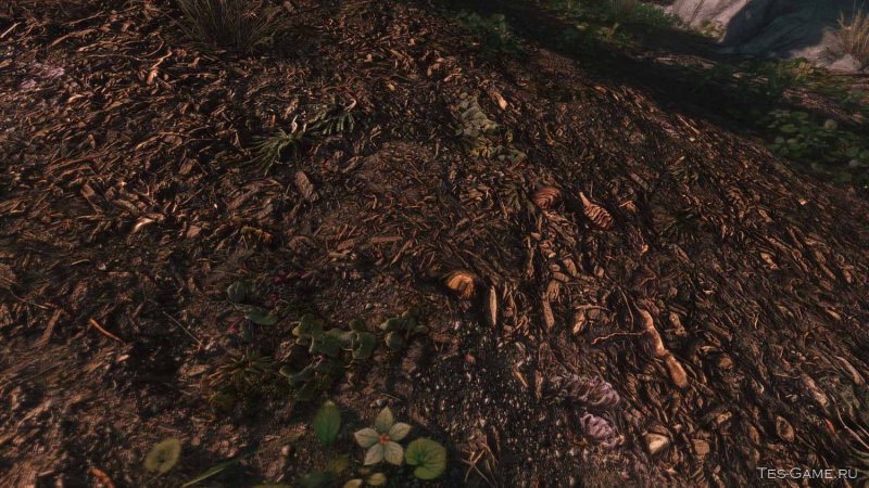 Текстура земли в лесу