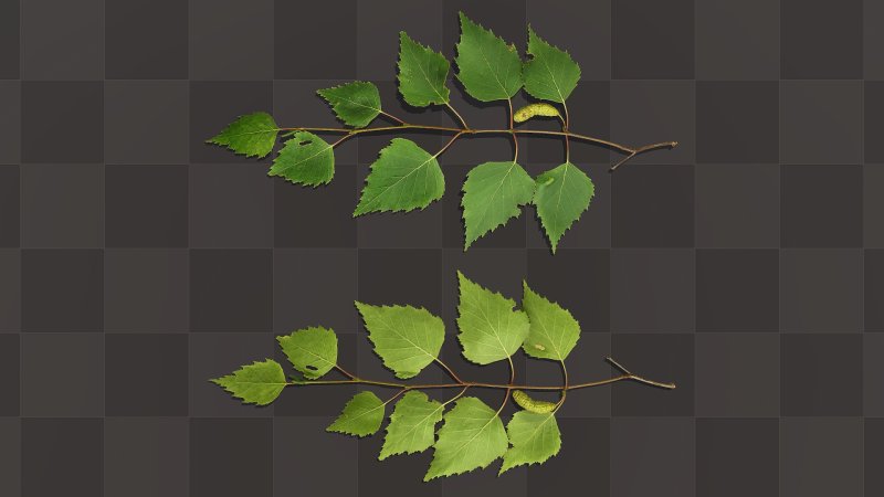 Ветка березы текстура