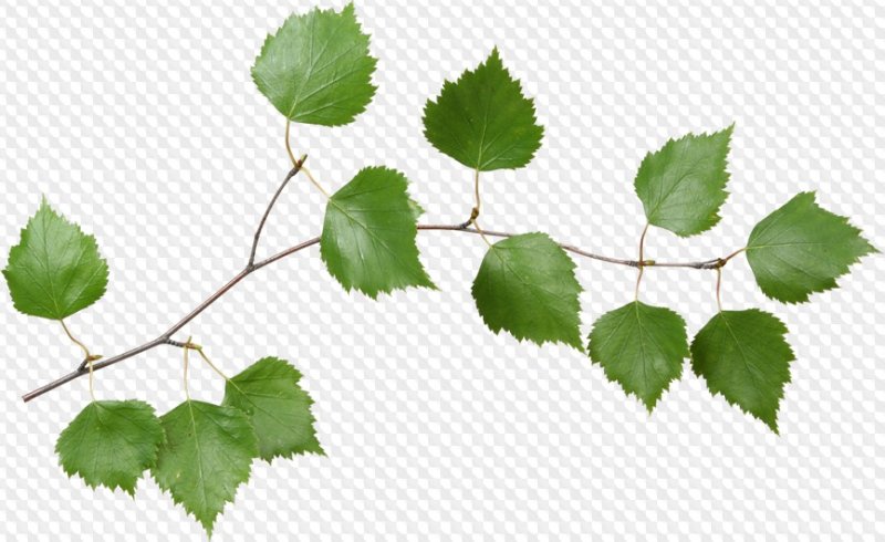 Березовая ветка