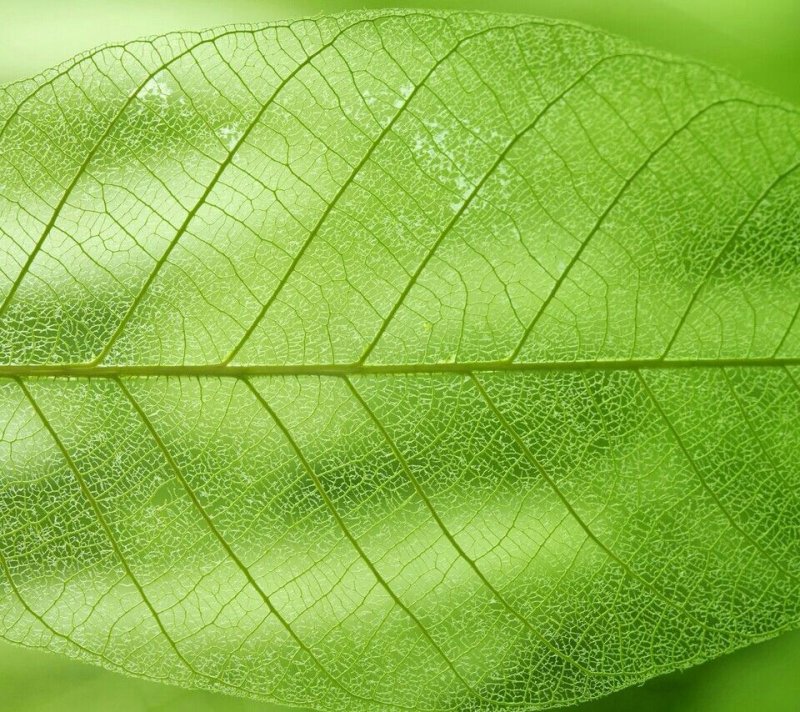 Зеленый листок