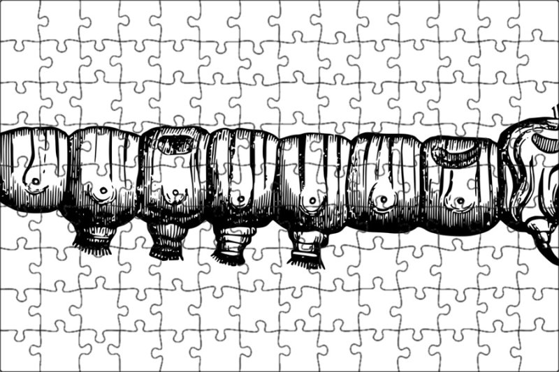 Рисунок гусеницеобразные личинки