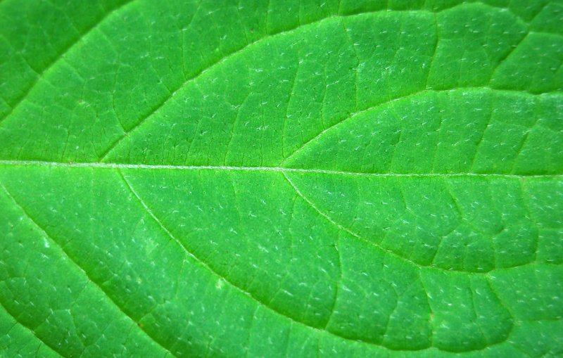 Текстура листа