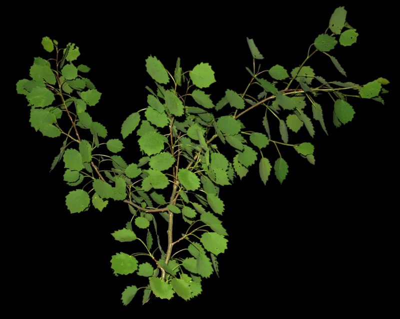 Карликовая береза веточка