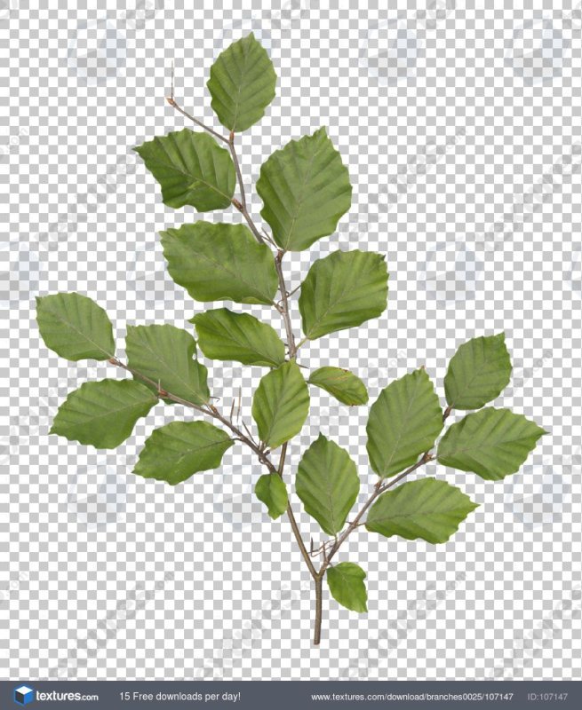 Ветка с листьями