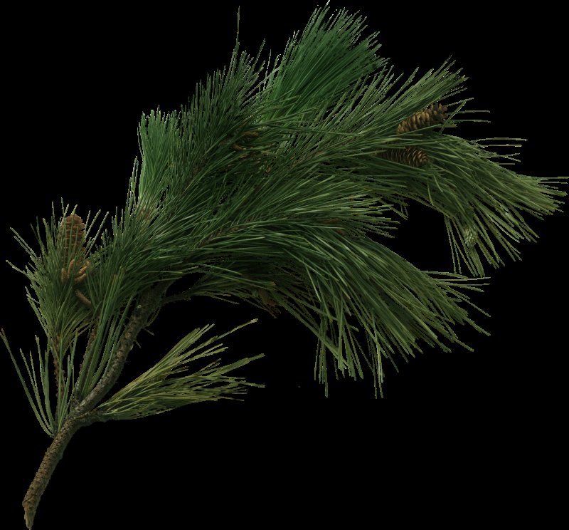 Сосна Пинус ветка