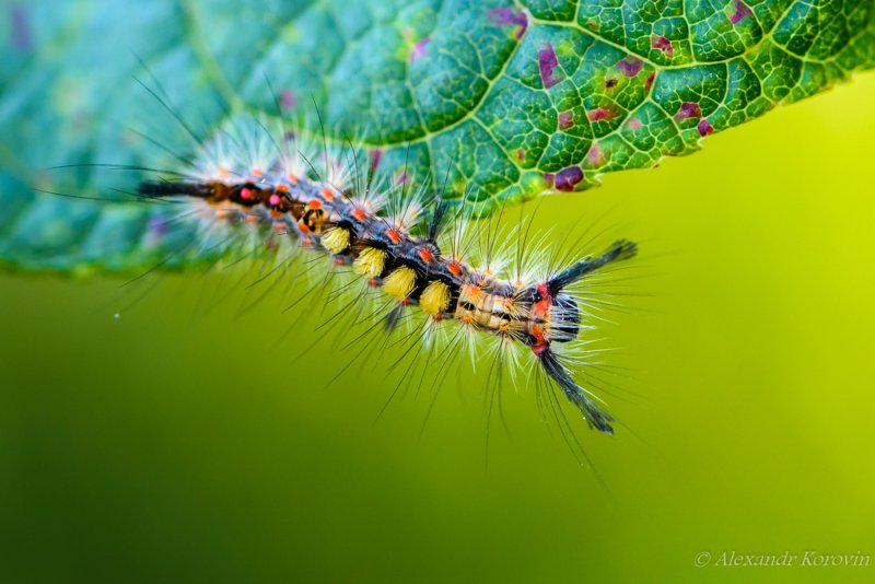 Гусеница бабочки Кардинал