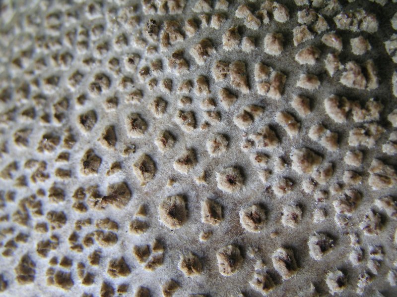 Текстура гриба