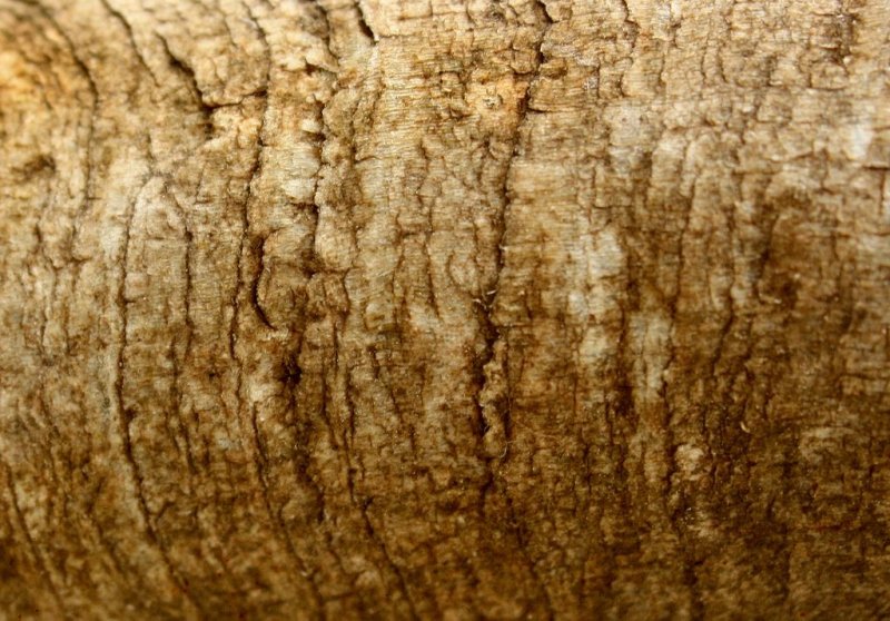 Фактура рога