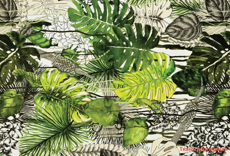 Золотой папоротник монстера