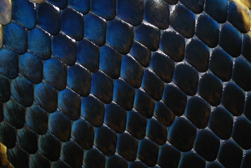 Бронежилет чешуя дракона