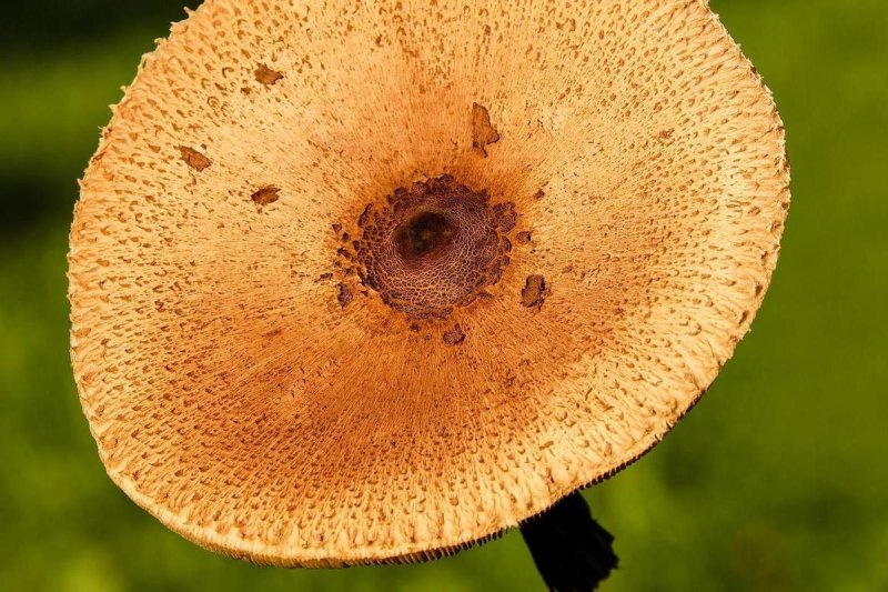 Шляпка гриба сверху