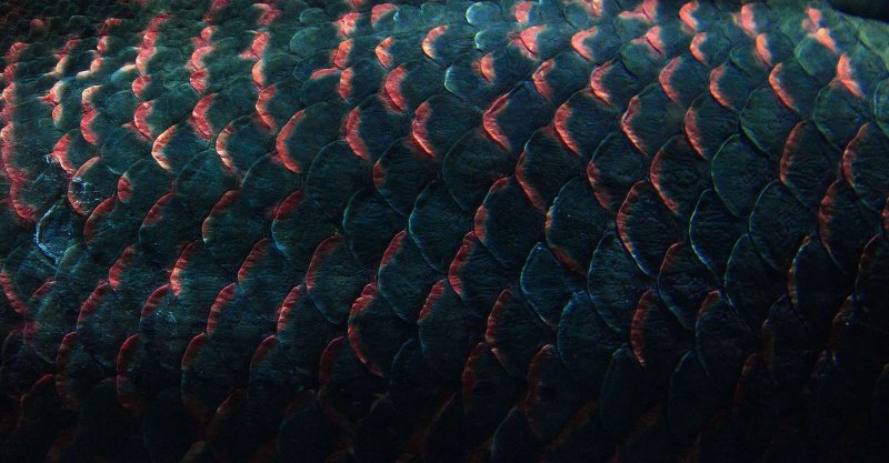 Чешуя змея Valheim