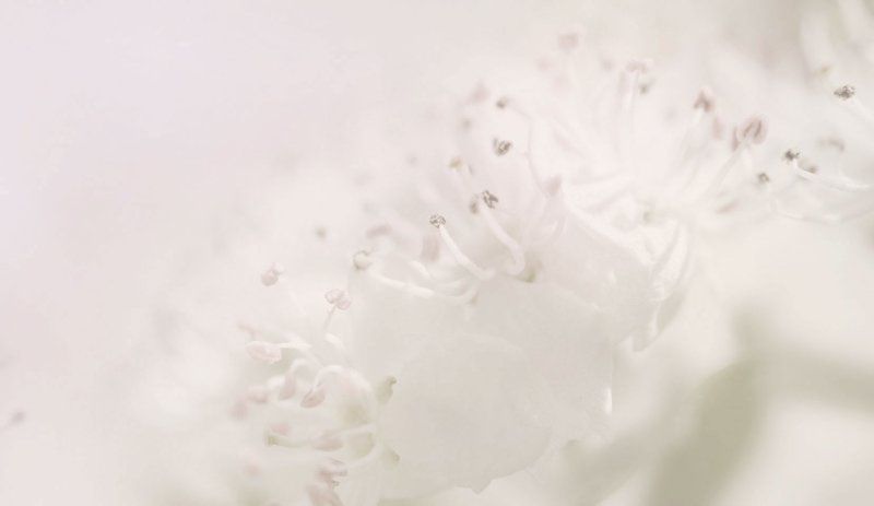 Молочные обои