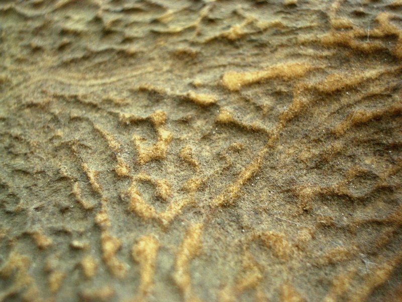 Фактура Рогов оленей