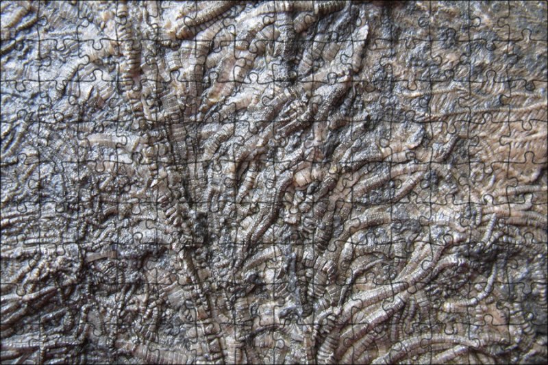 Криноидея морская Лилия окаменелость