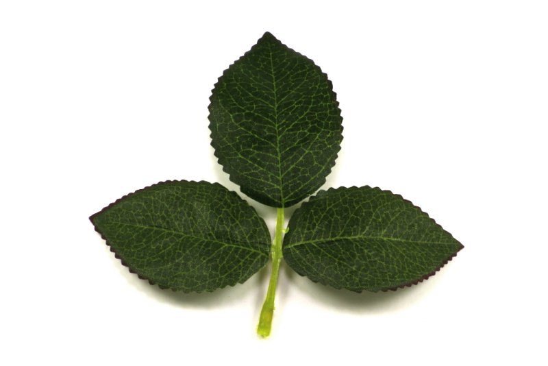 Листок розы