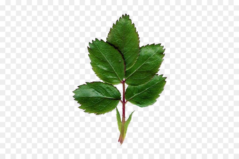 Прилистник листа розы