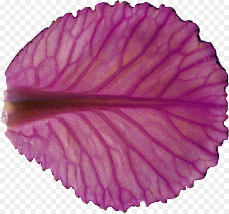 Розовый лист