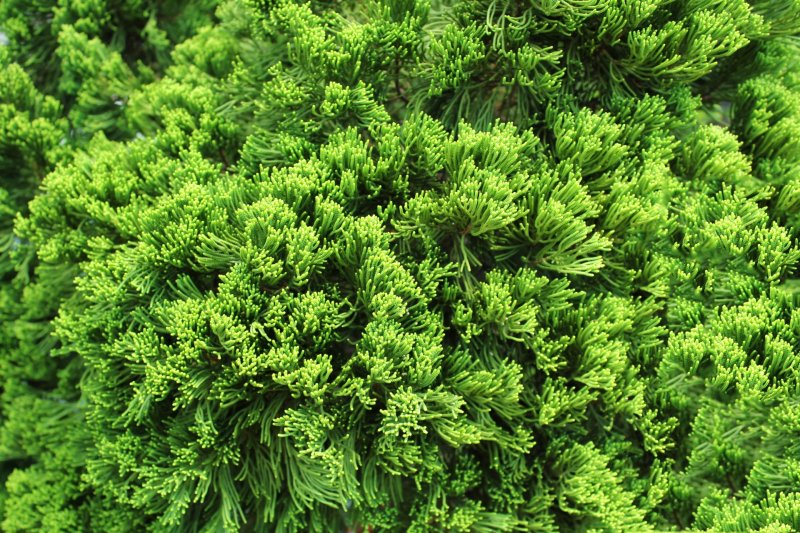 Листья сосны