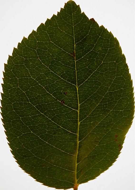 Листья деревьев