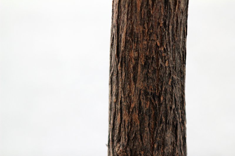 Ствол дерева