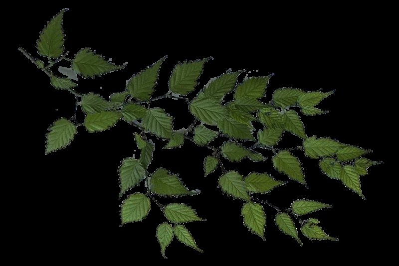 Ветка с листьями