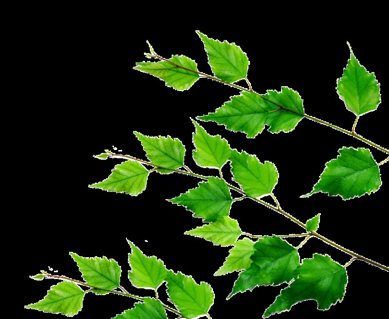 Листочки на прозрачном фоне