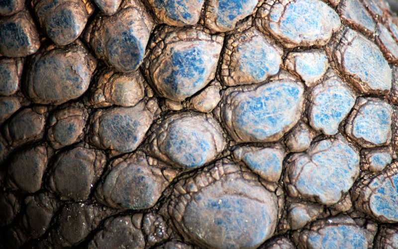 Чешуя текстура