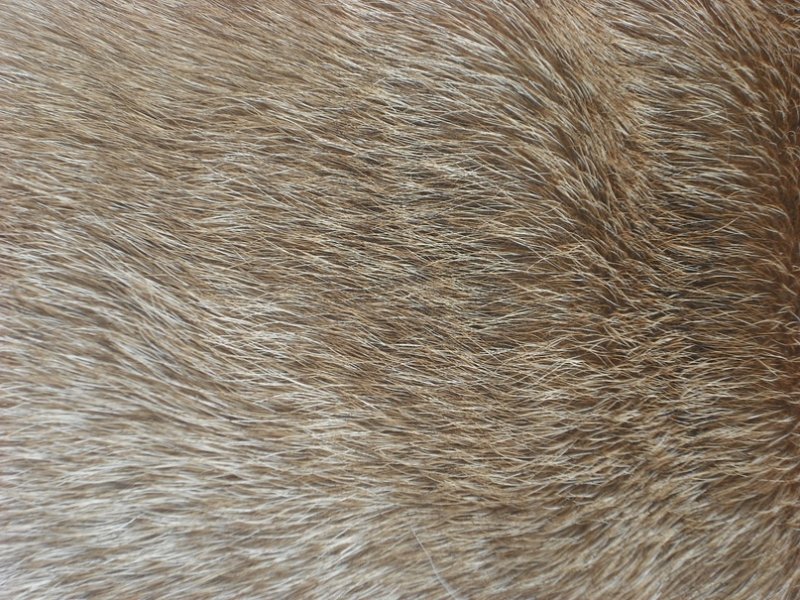 Текстура шерсти